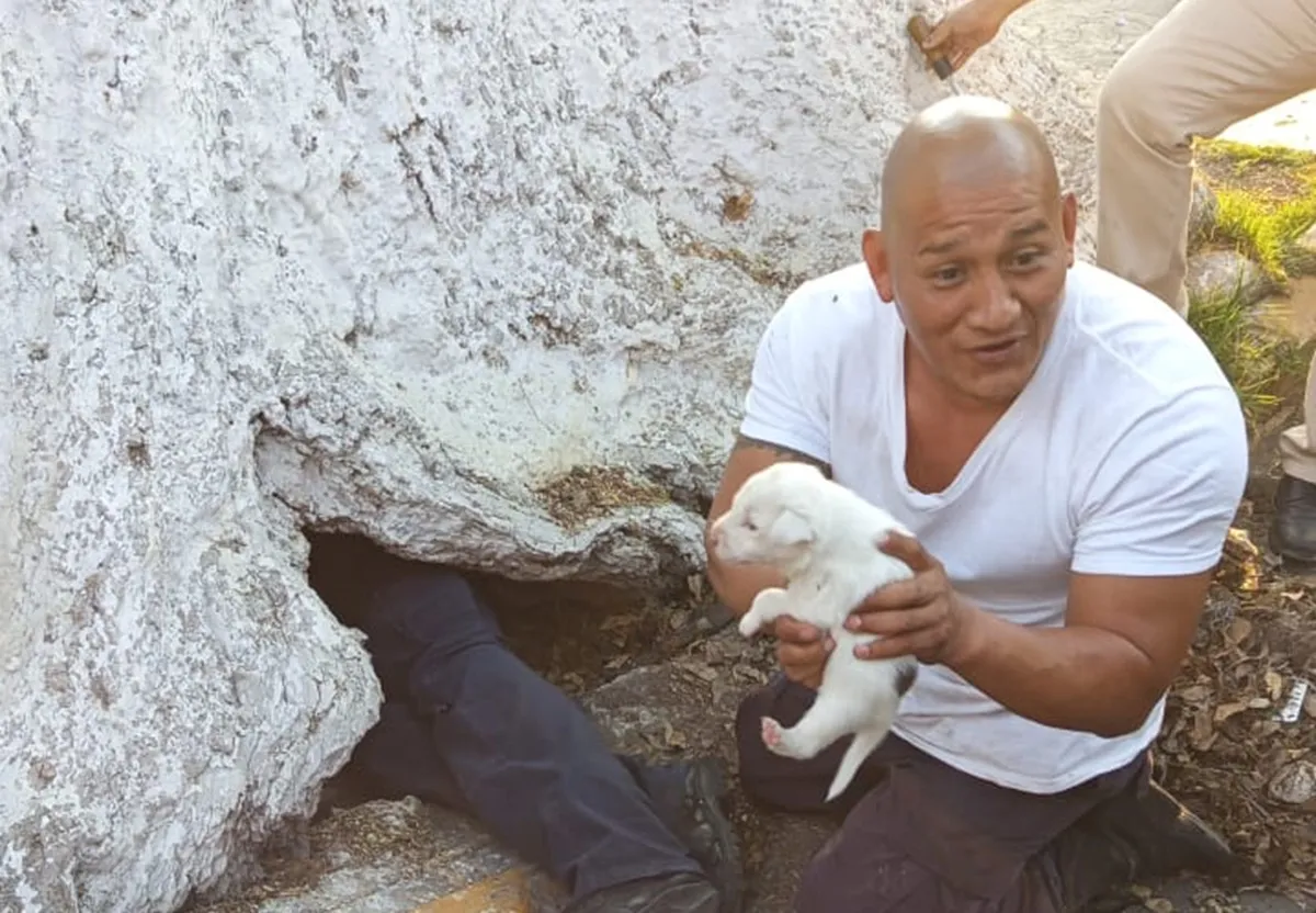 Rescatan a familia canina que vivía en un camellón de Ecatepec