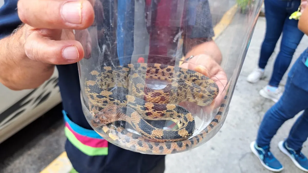 Rescatan serpiente cincuate arrastrada por lluvias en calles de Ecatepec