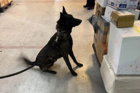 Aseguran en el AICM paquete con fentanilo importado