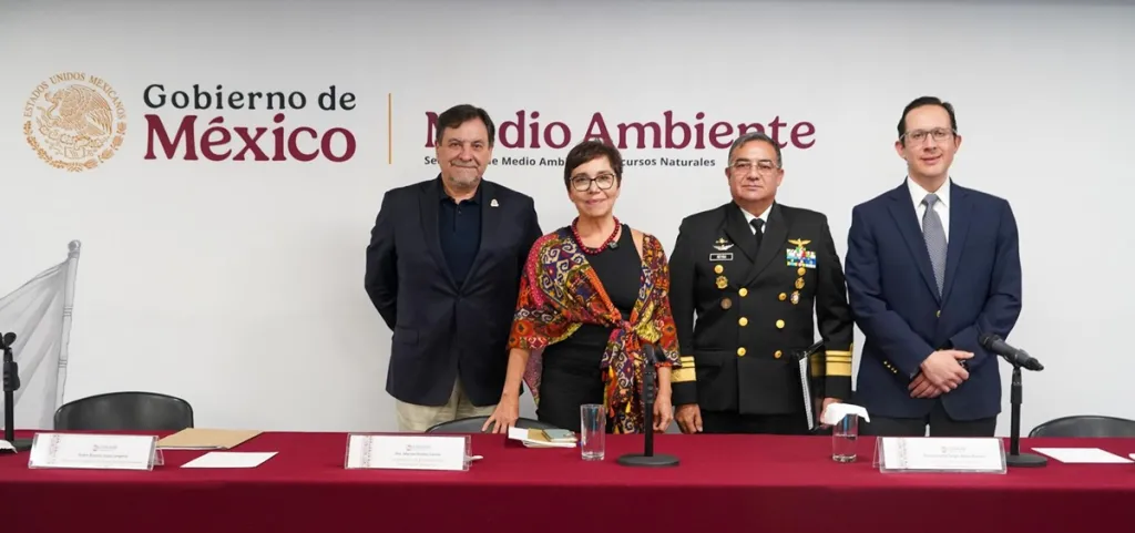 Confirman avistamiento de entre 7 y 10 vaquitas marinas y el nacimiento de nuevas crías en 2025