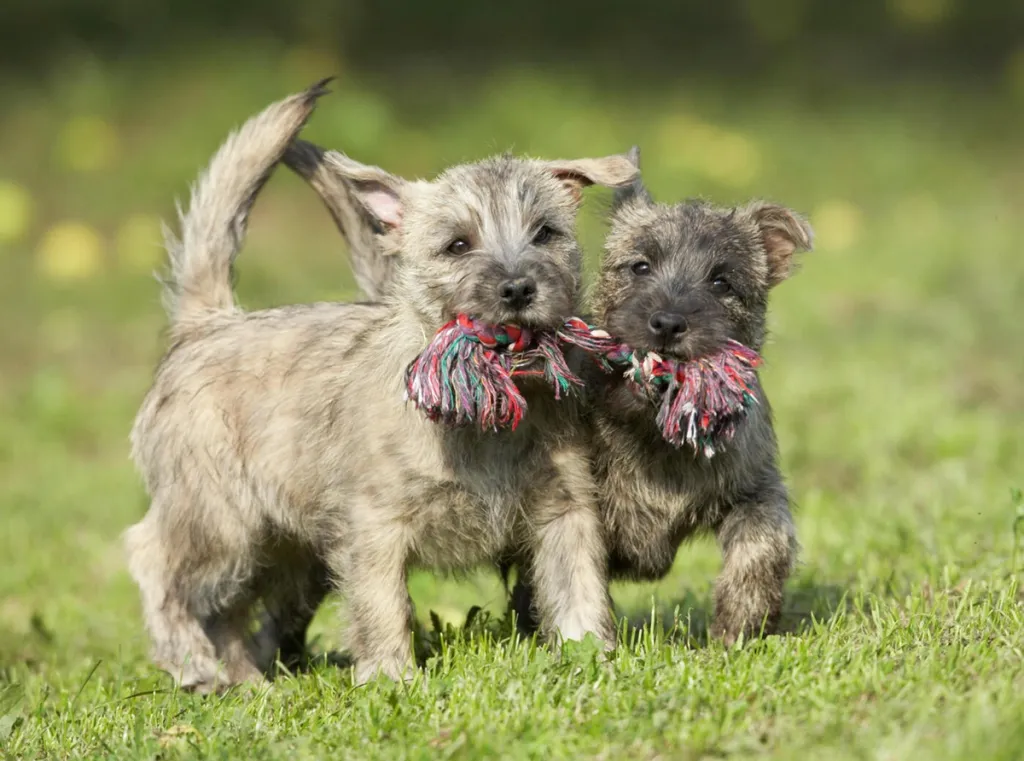 Impulsan cultura de prevención para el bienestar de perros jóvenes.