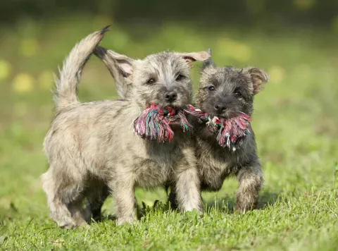 Impulsan cultura de prevención para el bienestar de perros jóvenes.