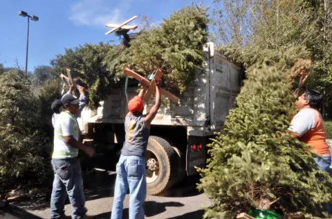 Instalan 19 centros de acopio de árboles en Tecámac