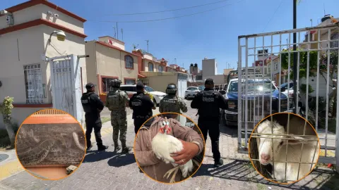 Intervienen refugio clandestino de animales en el fraccionamiento Las Américas