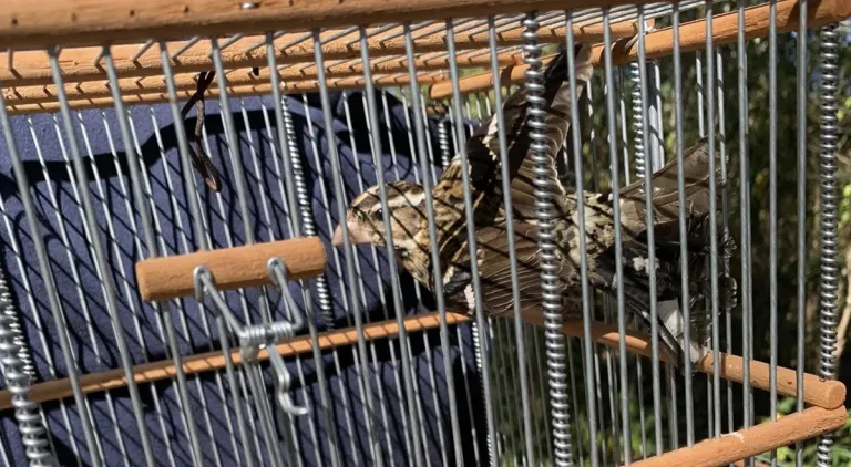 Jóvenes de Tzucacab persisten en la captura ilegal de aves silvestres