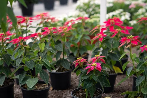 Presentan diez nuevas variedades de nochebuena en Chapingo