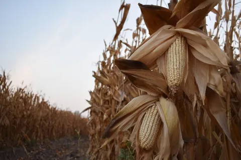 Productores de maíz al límite, exigen rescate al campo