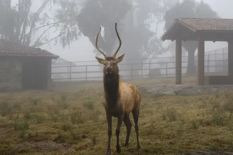 Refuerzan cuidados en Zacango ante bajas temperaturas en Toluca