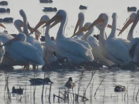 Regresa el pelícano blanco al Lago de Texcoco tras 15 años