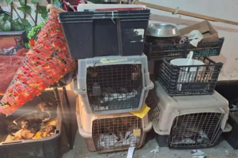 Rescata Fiscalía Edoméx 102 animales en Tultepec