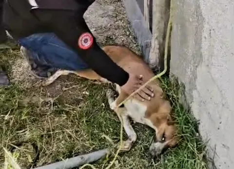 Rescata Protección Civil a perrita atrapada entre dos bardas