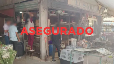 Rescatan 162 animales en mercado de Cuautitlán
