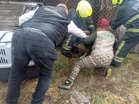 Rescatan a dos caninos con deshidratación severa en Cuautitlán Izcalli