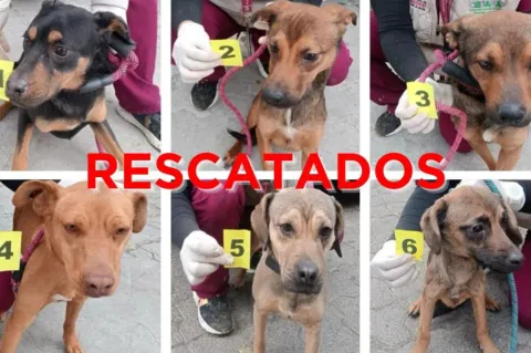 Rescatan a seis perros víctimas de maltrato en Ixtapaluca