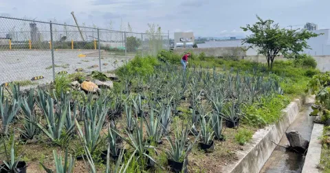 UAG desarrolla biofertilizante con bacterias y tierras raras