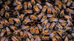Moviliza picadura masiva de abejas a cuerpos de emergencia de Hidalgo