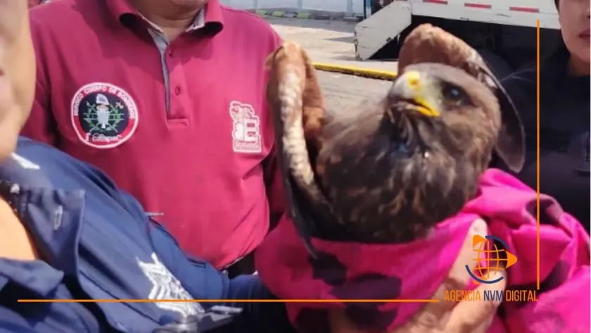 Rescatan águila lesionada en calles de Ecatepec