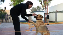 Celebra Tecámac Día del Perro con acciones al bienestar animal