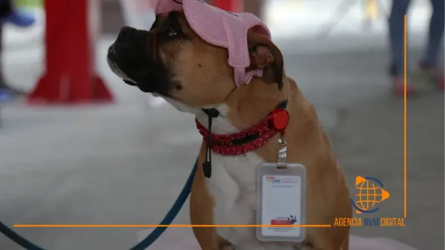 Impulsan cultura de bienestar animal en escuelas mexiquenses