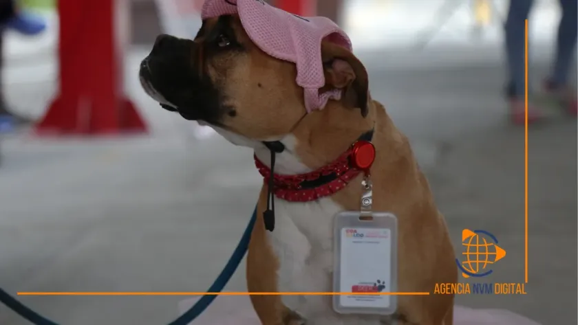 Impulsan cultura de bienestar animal en escuelas mexiquenses