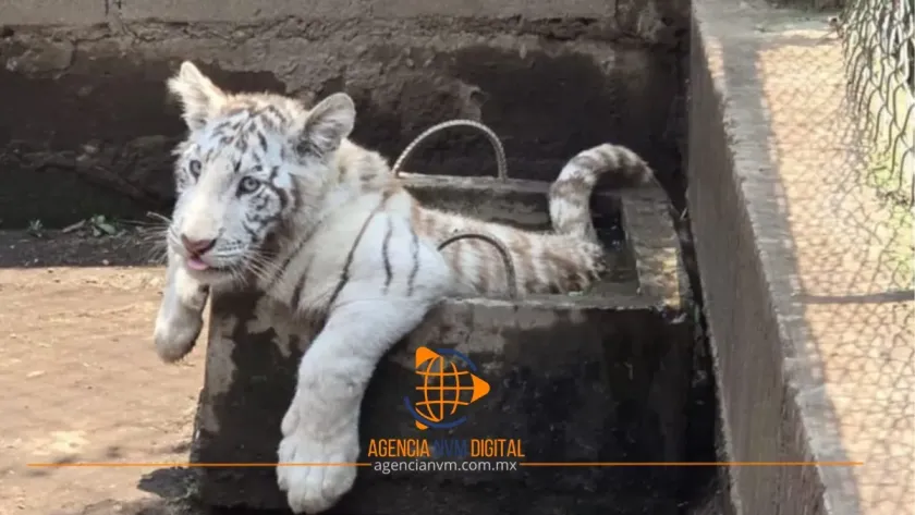 Catean predio y decomisan animales exóticos en Chalco