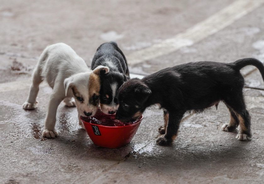 Prevén el golpe de calor: Protege a mascotas y fauna en temporada de calor