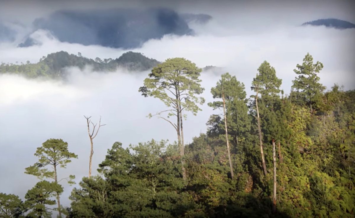 Bosques de niebla en México se desplazan hacia arriba por deforestación y cambio climático