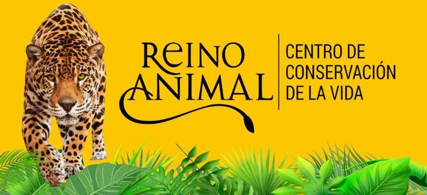 Reino Animal garantiza seguridad: desmiente supuesta fuga de león en refugio de Teotihuacán