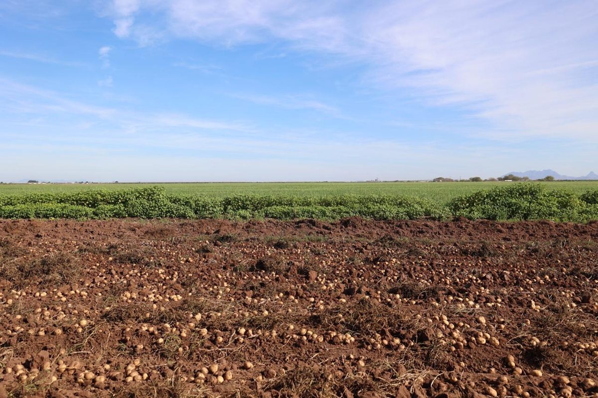 Urgen blindaje estratégico para sector agroalimentario ante amenazas de Trump
