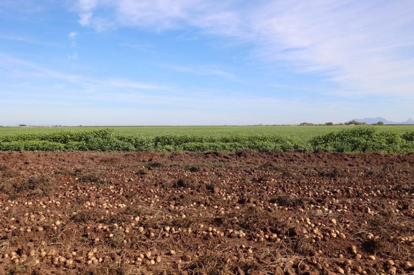 Urgen blindaje estratégico para sector agroalimentario ante amenazas de Trump