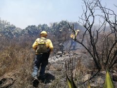 Incendio forestal en Cerro Gordo supera 24 horas: 70 hectáreas afectadas y combate sin control