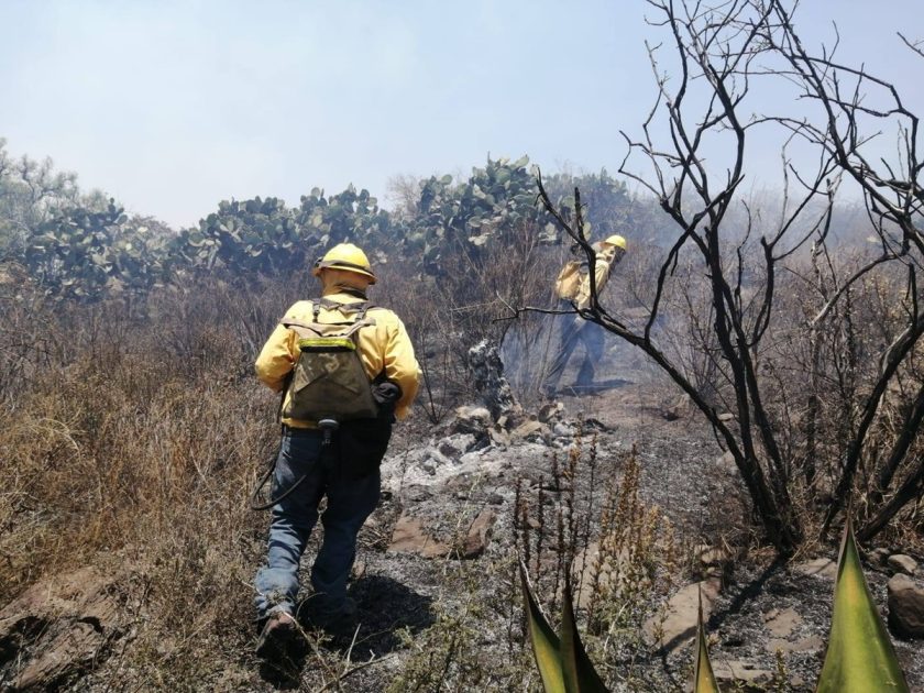 Incendio forestal en Cerro Gordo supera 24 horas: 70 hectáreas afectadas y combate sin control