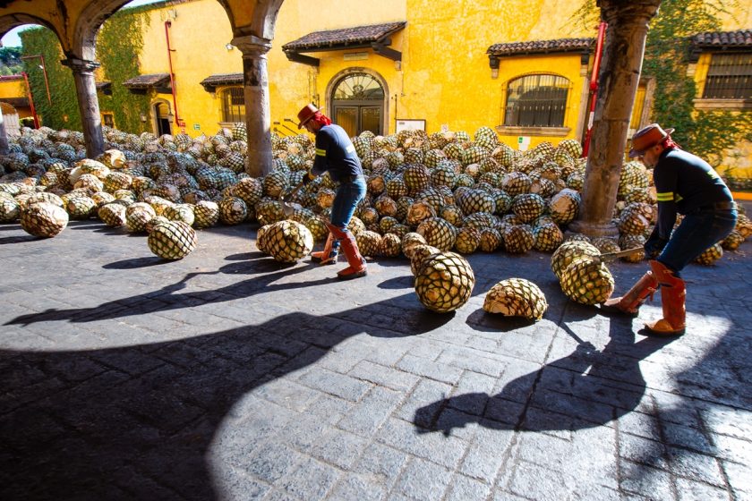 Tren José Cuervo Express y La Rojeña: imperdibles en Semana Santa 2025