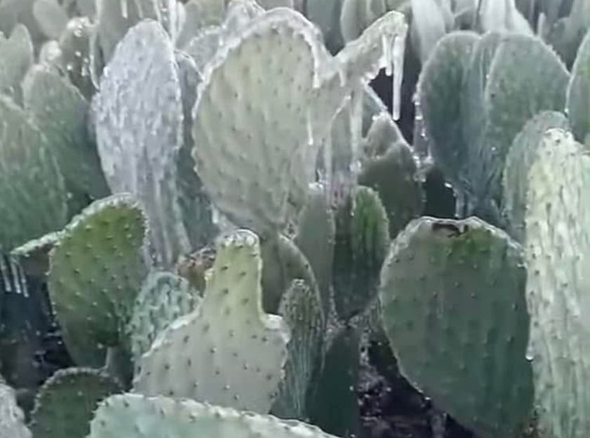 Campesinos del Valle de Teotihuacán piden intervención de Sheinbaum y Delfina tras desastre agrícola