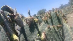 Reconoce alcalde de Nopaltepec respaldo estatal ante afectaciones por heladas en cultivos de tuna
