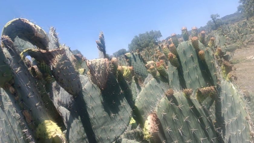 Reconoce alcalde de Nopaltepec respaldo estatal ante afectaciones por heladas en cultivos de tuna