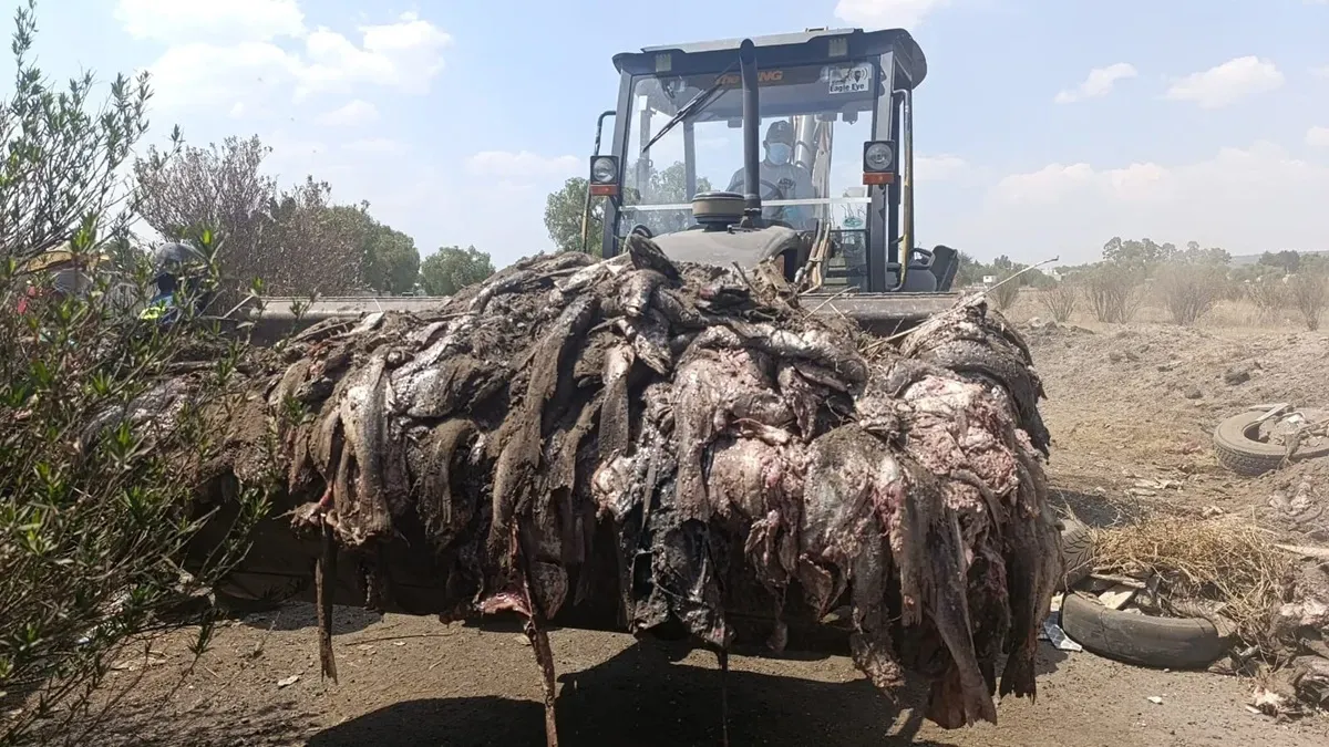 Ecología Tecámac actúa ante abandono ilegal de residuos: buscan responsables
