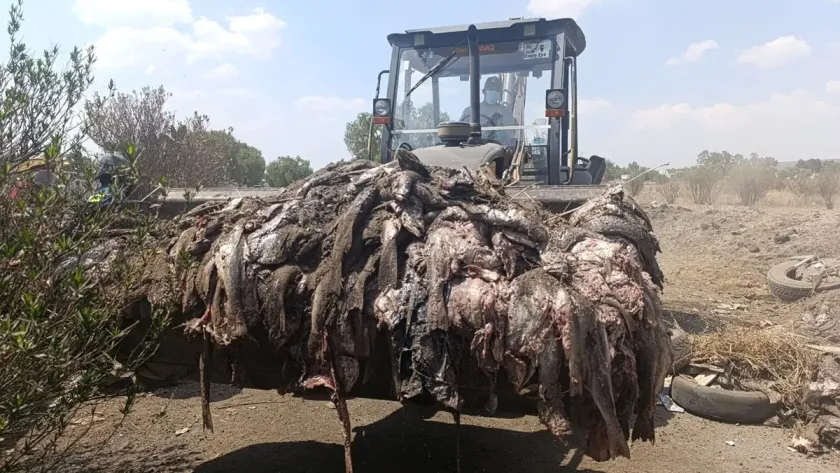 Ecología Tecámac actúa ante abandono ilegal de residuos: buscan responsables