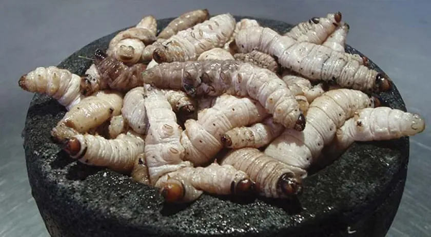 Sabor de la tierra: el gusano de maguey, tesoro culinario del altiplano mexicano