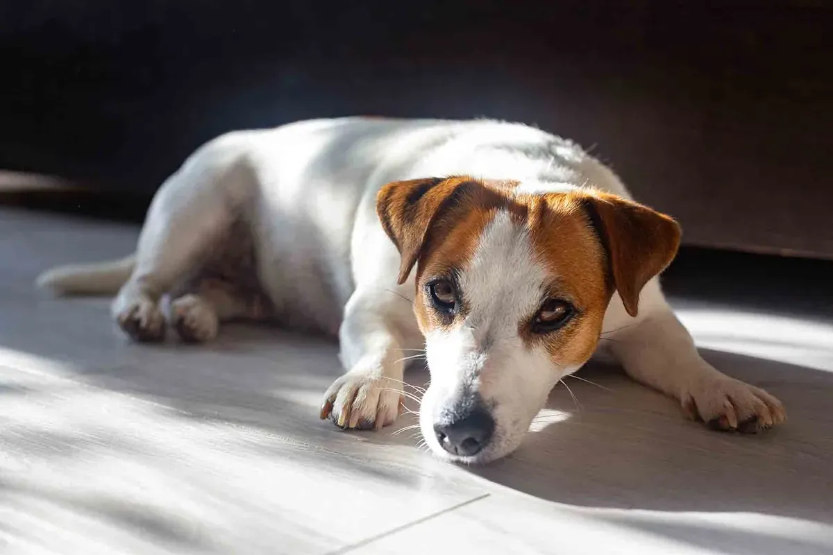 Cuida del golpe de calor, ¡también a tus mascotas!
