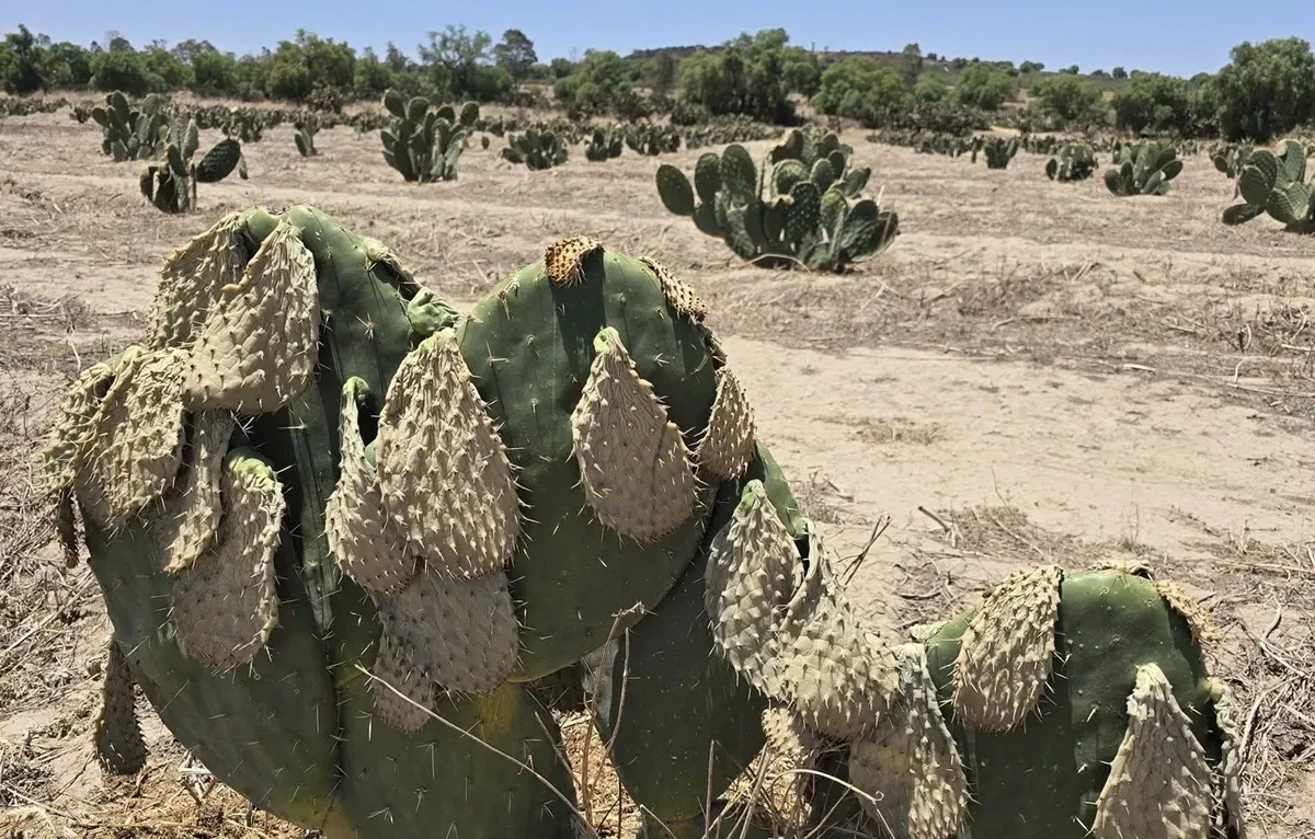 Más de mil 500 hectáreas de nopal, tuna y xoconostle afectadas por heladas en el Valle de Teotihuacán