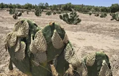 Más de mil 500 hectáreas de nopal, tuna y xoconostle afectadas por heladas en el Valle de Teotihuacán