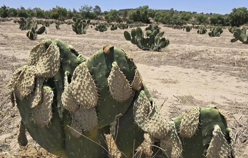 Más de mil 500 hectáreas de nopal, tuna y xoconostle afectadas por heladas en el Valle de Teotihuacán