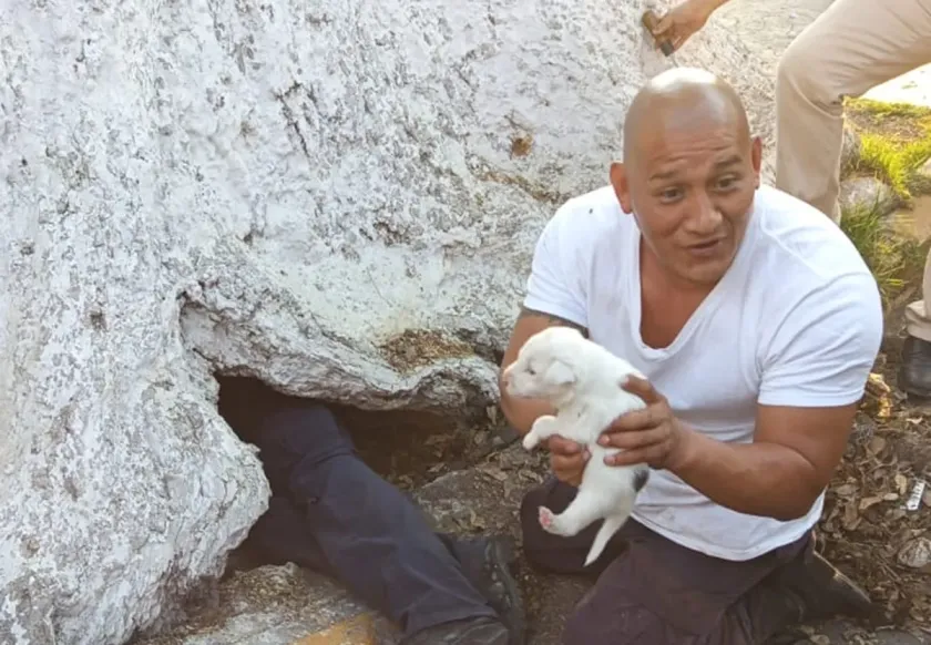 Rescatan a familia canina que vivía en un camellón de Ecatepec