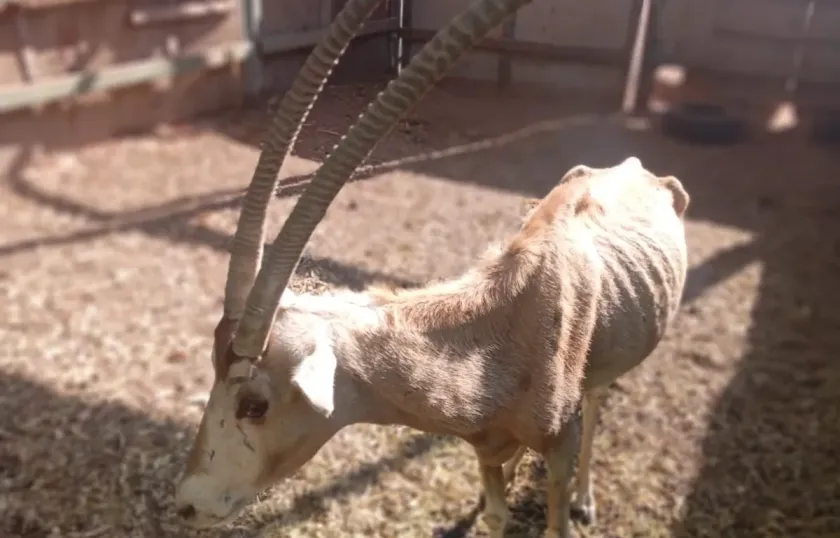 Presidente de AZCARM denuncia negligencia en el Zoológico de Culiacán