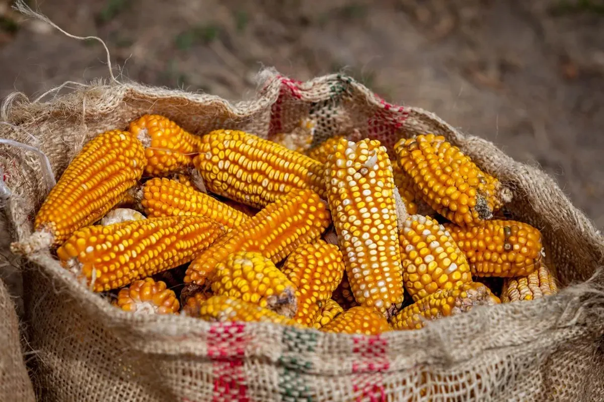 Sector agropecuario evita recesión técnica en México, pese a crisis en producción de granos