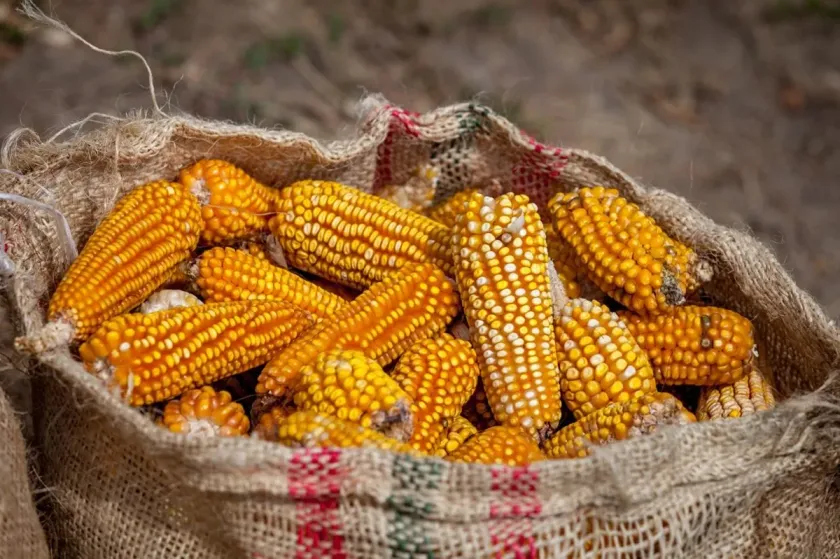 Sector agropecuario evita recesión técnica en México, pese a crisis en producción de granos