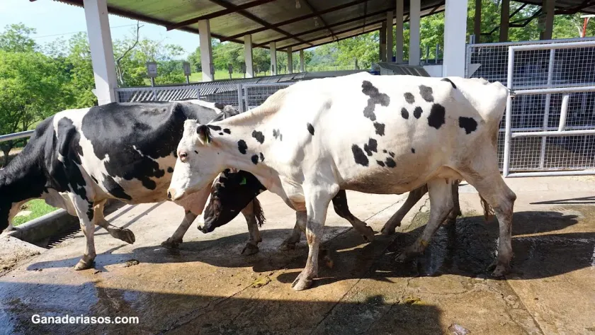 México enfrenta histórica caída en exportación de bovino; en enero no se registró movimiento comercial