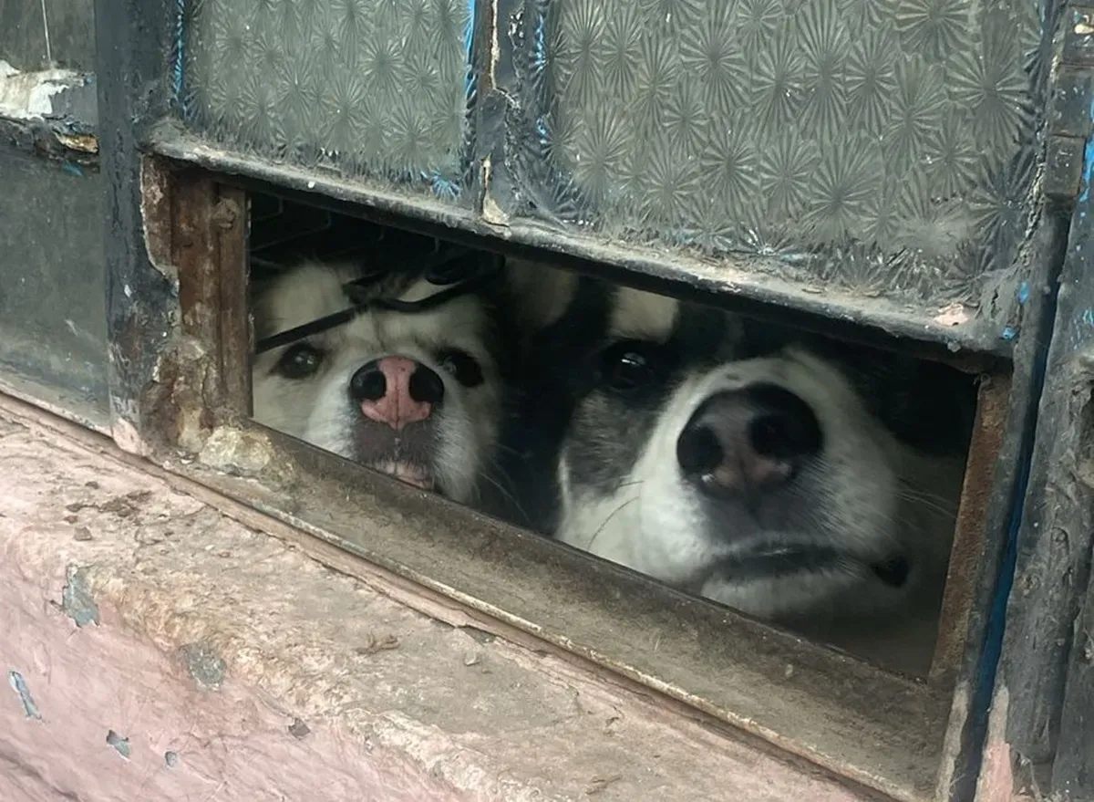 Rescatan a dos caninos víctimas de maltrato en inmueble de Naucalpan
