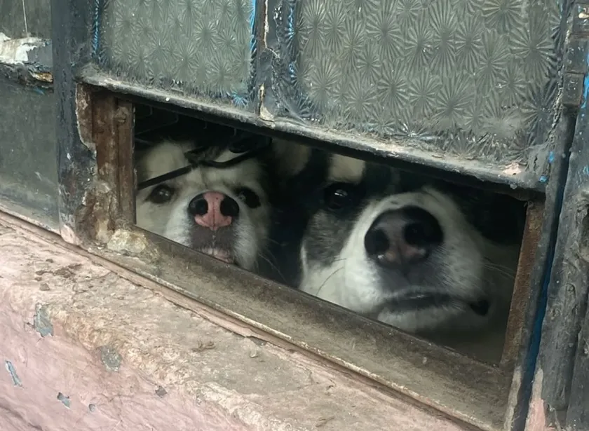 Rescatan a dos caninos víctimas de maltrato en inmueble de Naucalpan